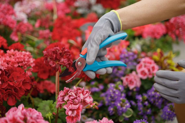 couper fleurs fanées