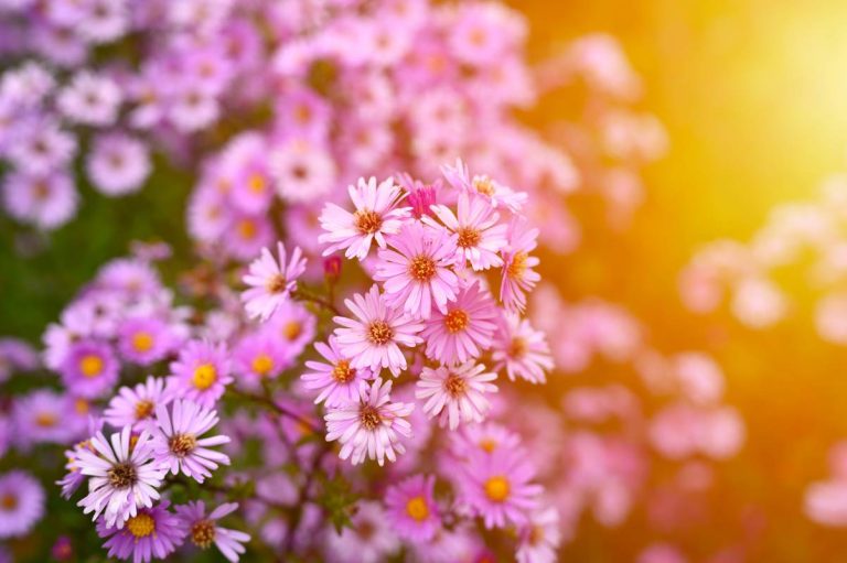 fleurs d'automne