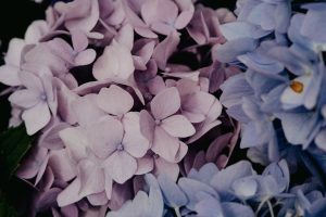 fleurs d'hortensias séché