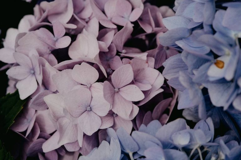 fleurs d'hortensias séché