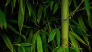forêt de bambou ou bambouseraie
