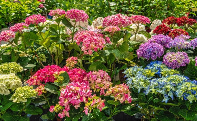 hortensias multicolore