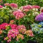 hortensias multicolore