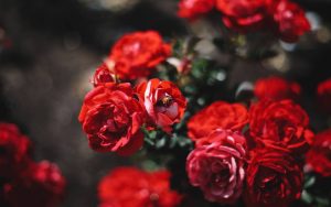 rosier remontant avec un e abeille posée sur une rose
