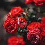 rosier remontant avec un e abeille posée sur une rose