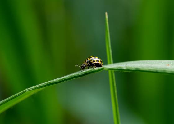 coccinelle asiatique