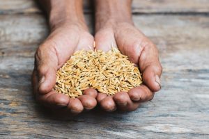 conservation graine de riz