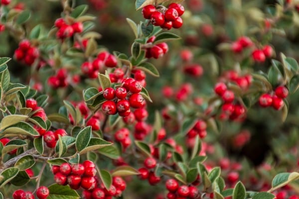 cotoneaster 1