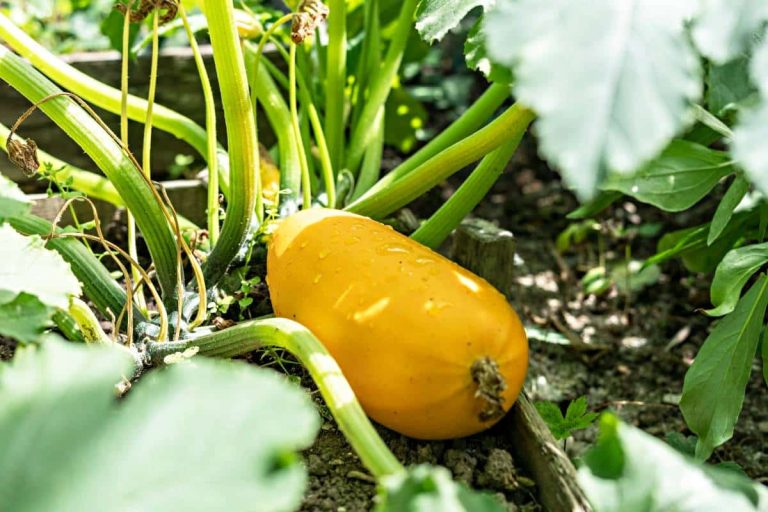 courgettes jaune au potager