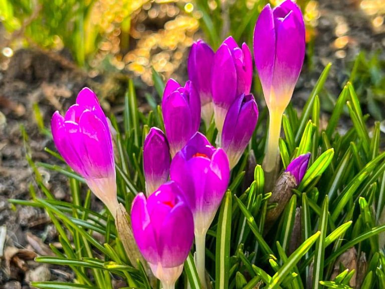 crocus