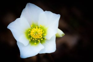 hellebore ou rose de noël