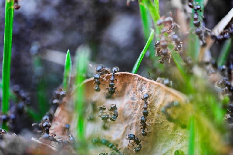 invasion de fourmis