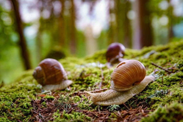 invasion escargots
