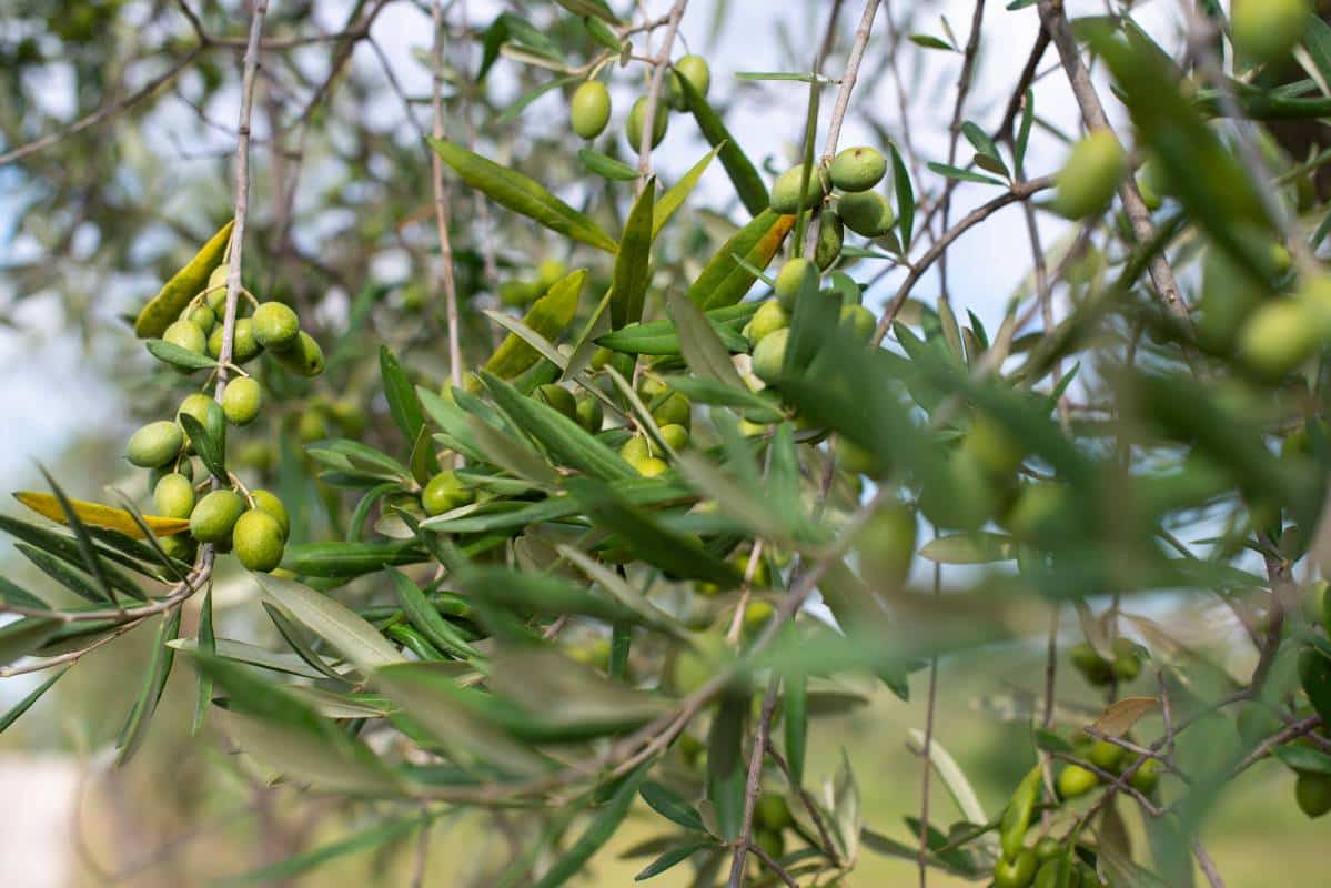 olivier 1