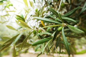 olivier feuilles qui jaunissent