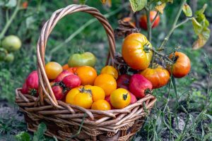 panier de tomates