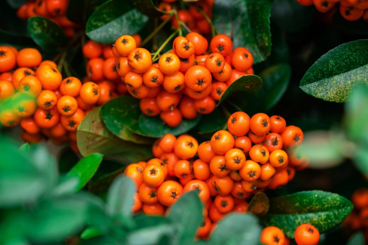 pyracantha