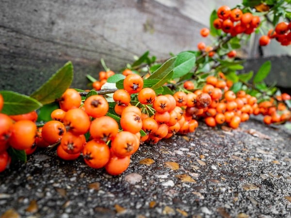 pyracantha1