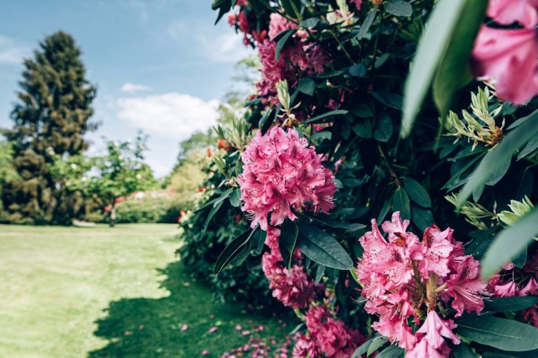 rhododendrons