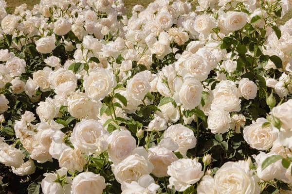champ de roses blanches