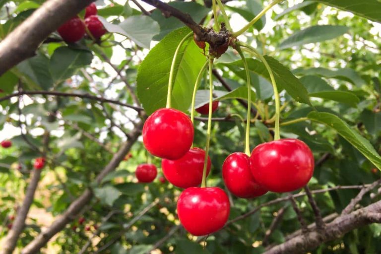 grappe de cerise