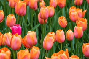 tulipes printanière