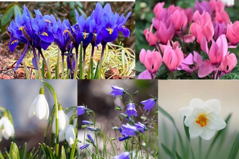 5 bulbes de fleurs d'hiver