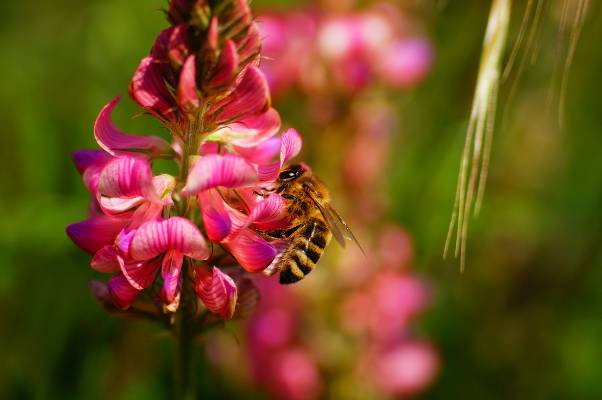 abeille butinant sainfoin