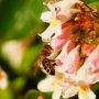 abeille sur une fleur de kolkwitzia