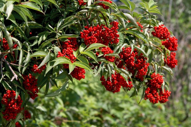 baies rouges