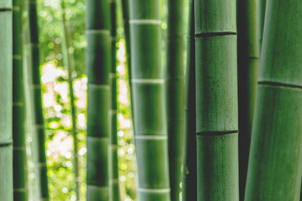 bambou 1