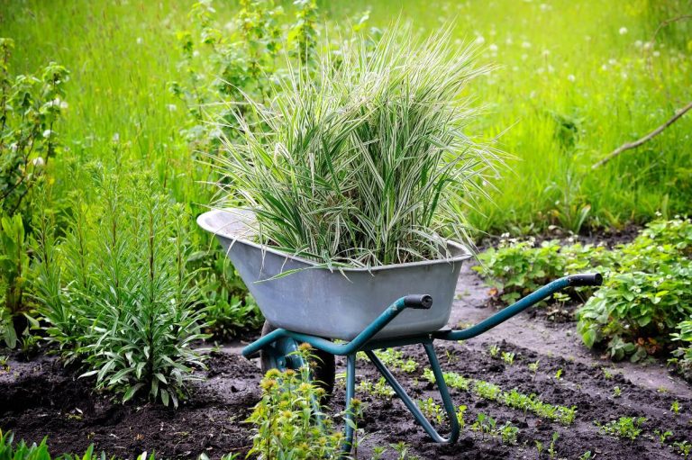carex dans une brouette