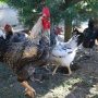 coqs et poules dans poulailler