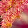 crysanthèmes rose