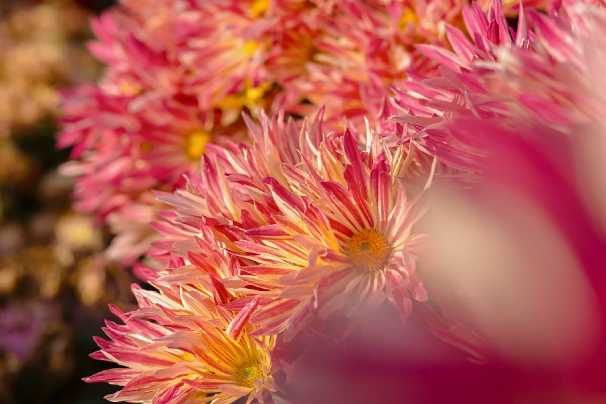crysanthèmes rose