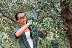 femme taillant un olivier