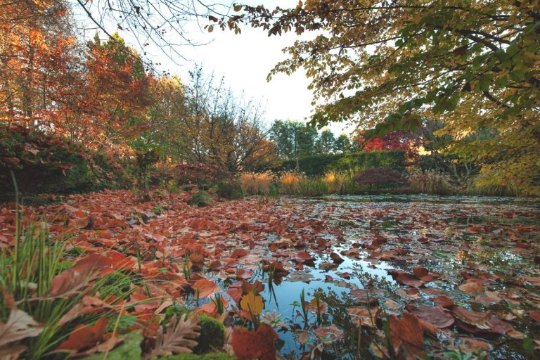 feuilles mortes dans bassin