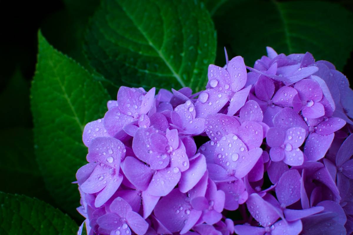 fleurs d'hortensias sous la pluie
