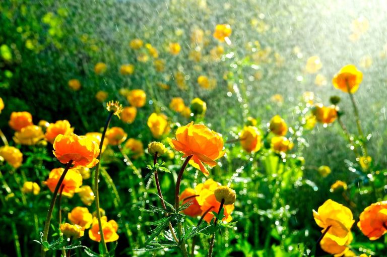 fleurs sous la pluie