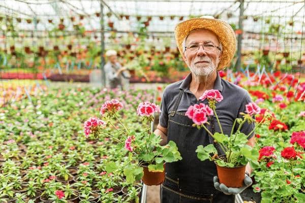 homme senior avec pots de geraniums