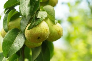maladies des arbres fruitiers