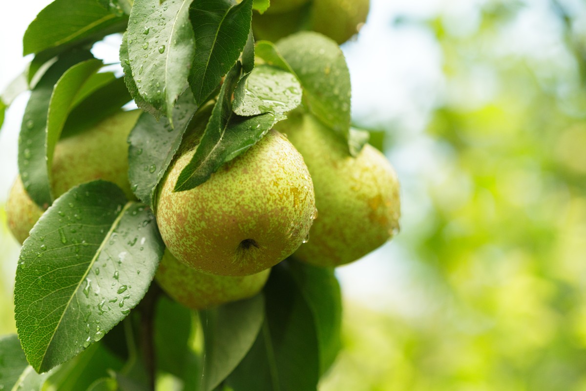 maladies des arbres fruitiers