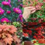 plantes colorés d'automne