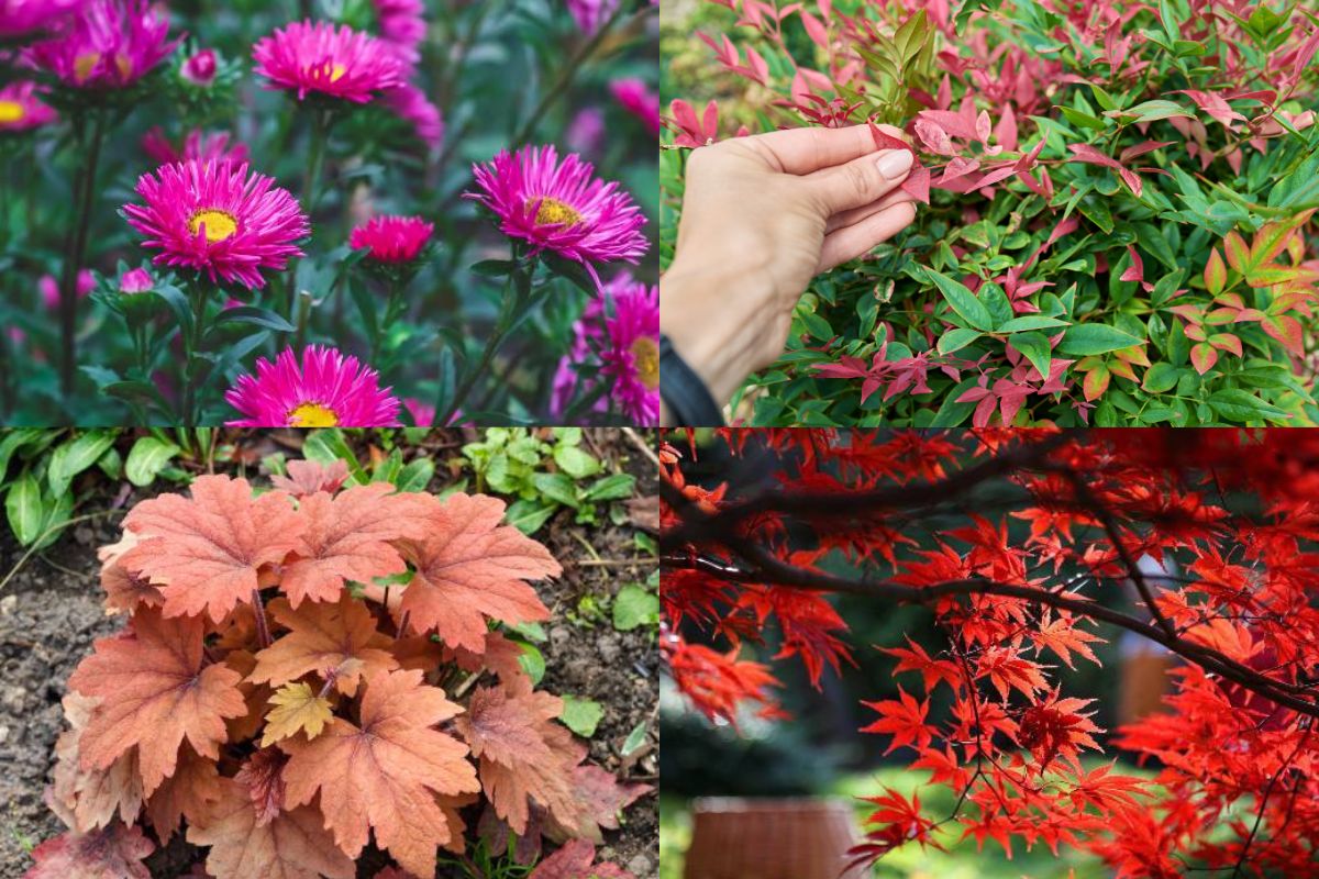 plantes colorés d'automne