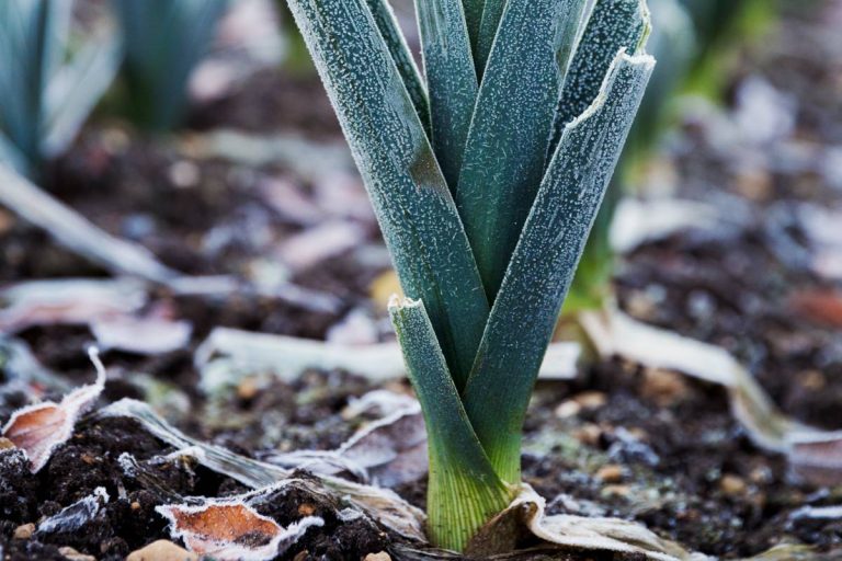 poireau d'hiver dans potager