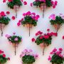 pots de plants de géraniums rose et rouge