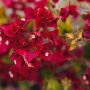 taille bougainvillé