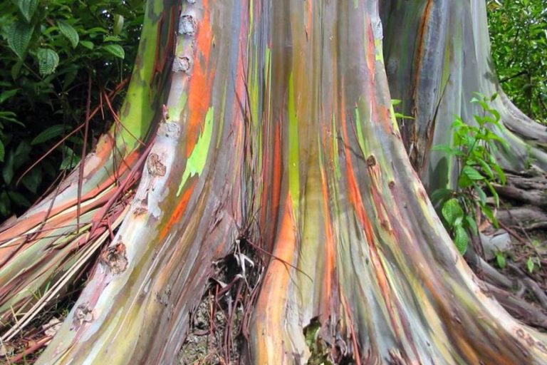 tronc arbre arc en ciel