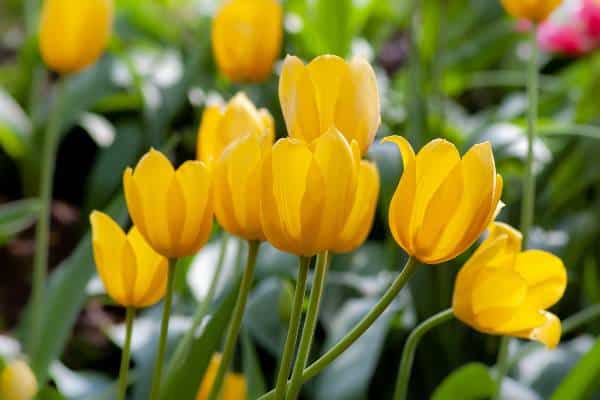 tulipes jaune