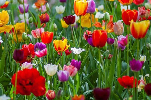 tulipes printaniere